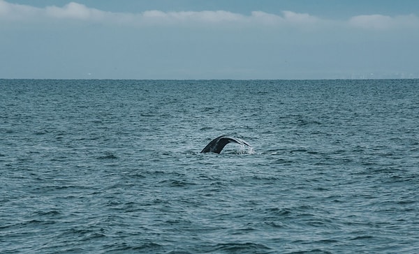 Avustralya bayraklı Tai Tam adlı yat, Norfolk Adası'nın yaklaşık 250 deniz mili kuzeyinde bir balinaya çarptı.
