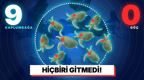 Deniz Kaplumbağalarının Göç Ettiğini Sanıyorlardı: Uyduyla İzlenen Hiçbiri Galápagos'tan Ayrılmadı
