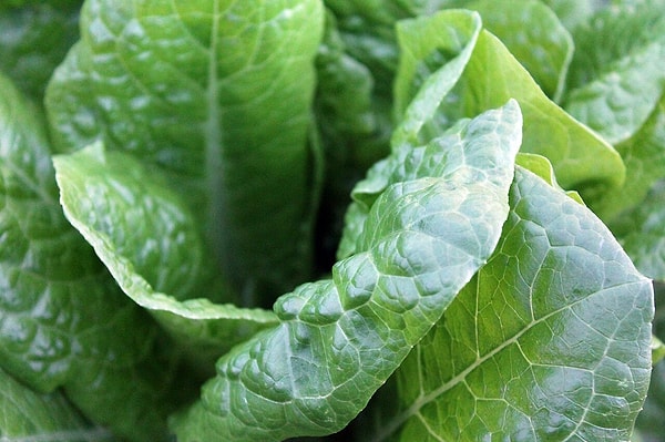 Diluted vinegar significantly reduced the presence of E. coli bacteria on lettuce leaves.