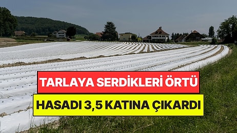 Çileklerin Üzerine Labirent Gibi Bir Örtü Serdiler: Verim 3,5 Kattan Fazla Arttı