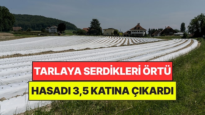 Çileklerin Üzerine Labirent Gibi Bir Örtü Serdiler: Verim 3,5 Kattan Fazla Arttı