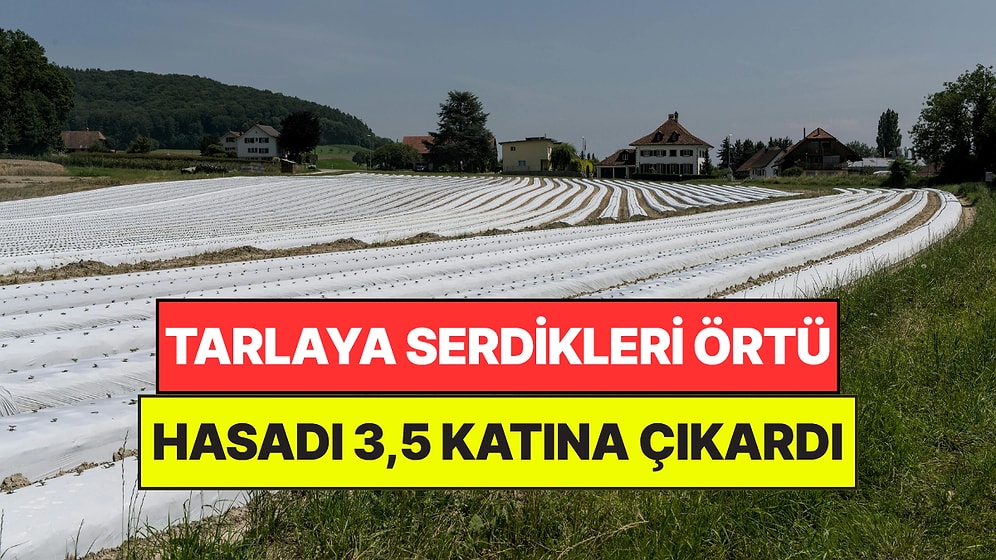 Çileklerin Üzerine Labirent Gibi Bir Örtü Serdiler: Verim 3,5 Kattan Fazla Arttı