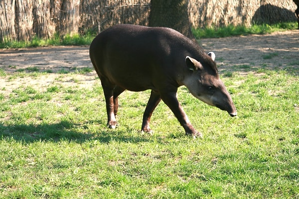 Tapirler artık rezervde doğal ortamında yavruluyor.