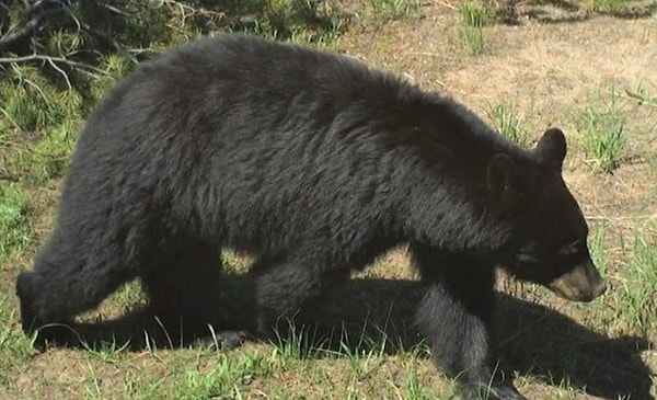 Ayı önce 14 yaşındaki kızın penceresini açmaya çalıştı