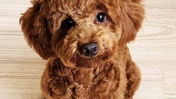 Başak: Poodle