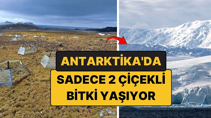Antarktika'da Yalnızca 2 Çiçekli Bitki Var: Peki 7 Yıl Isıtılırsa Ne Olur?