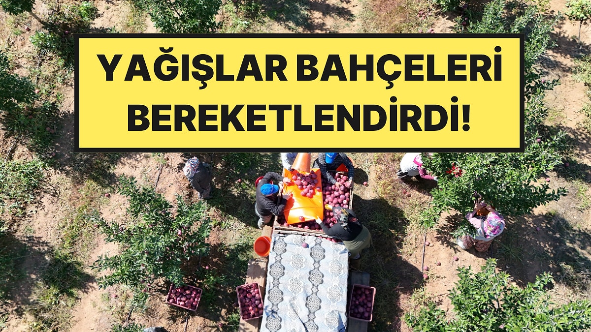 215 Bin Dekarda Hasat Zamanı Başladı: 1 Milyon Ton Hedefleniyor