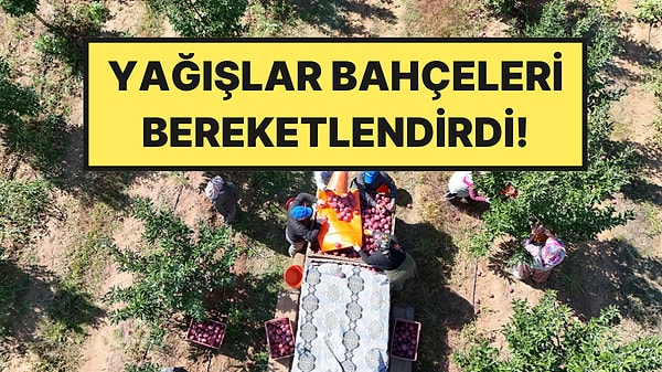 215 Bin Dekarda Hasat Zamanı Başladı