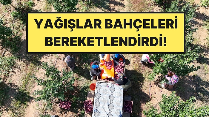 215 Bin Dekarda Hasat Zamanı Başladı: 1 Milyon Ton Hedefleniyor