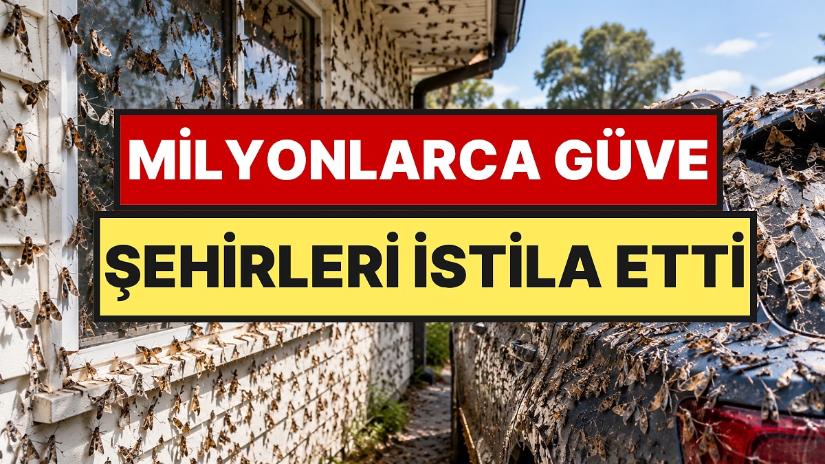 Milyonlarca Güve Bir Anda Evleri ve Araçları Kapladı