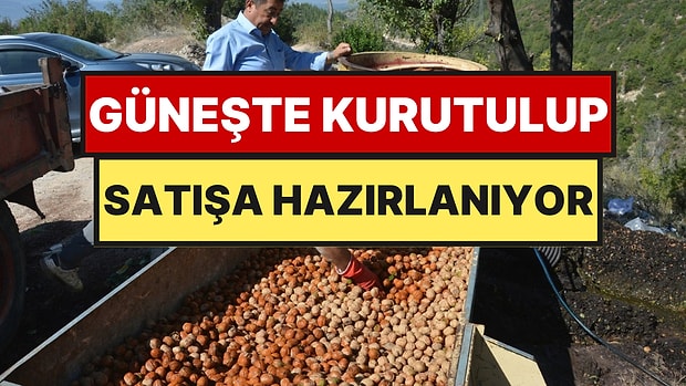 Kabuğunda Adeta Altın Saklı: Tezgaha İndi, Kilosu 250 TL’ye Kadar Çıkması Bekleniyor