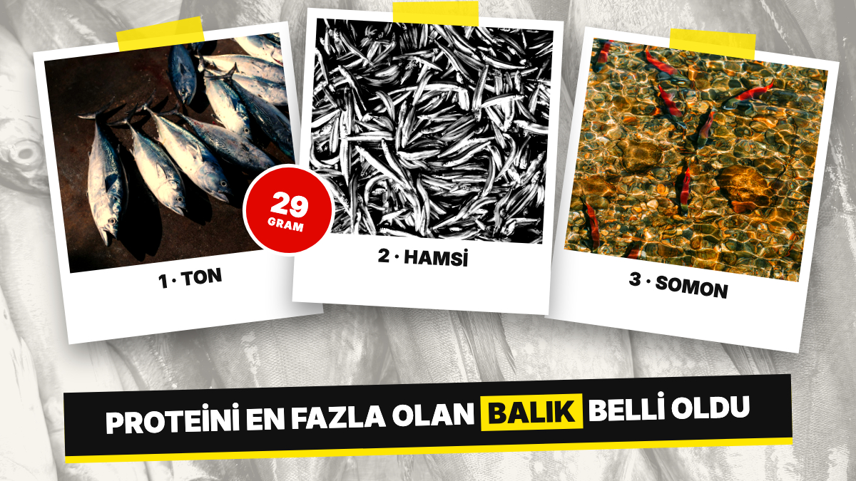 Ne Hamsi Ne de Somon: Protein Oranı En Yüksek Balık Belli Oldu, Listenin Zirvesinde Ton Balığı Var