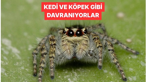 Evcil Hayvan Arayanların Yeni Gözdesi