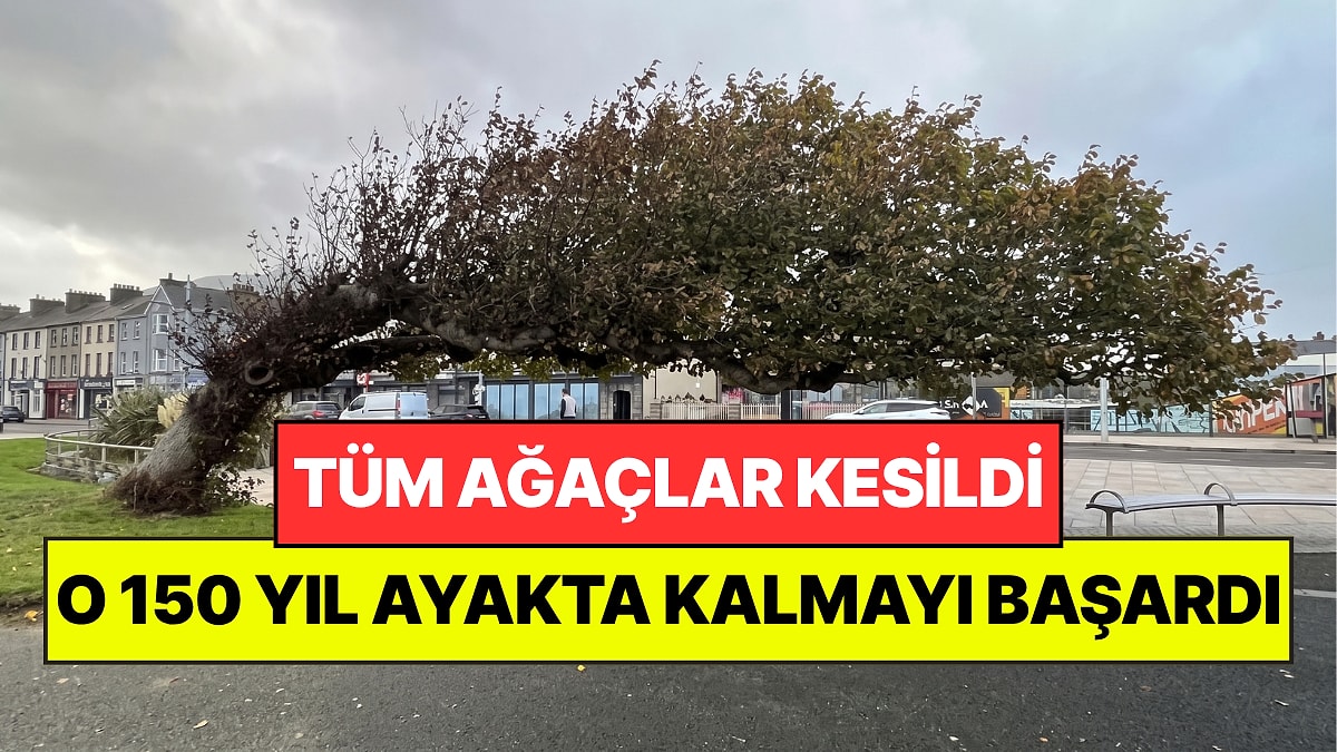 Tüm Ağaçlar Kesildi, O Ayakta Kaldı: 150 Yıllık Eğri Ağaç Yılın Ağacı Seçildi
