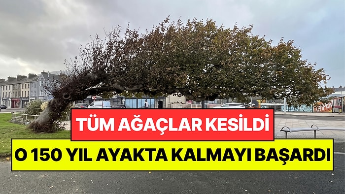 Tüm Ağaçlar Kesildi, O Ayakta Kaldı: 150 Yıl Sonra Yılın Ağacı Seçildi