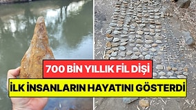 700 Bin Yıllık Fil Dişi İlk İnsanların Dünyasını Gösterdi: Meğerse Böyle Yaşıyorlarmış
