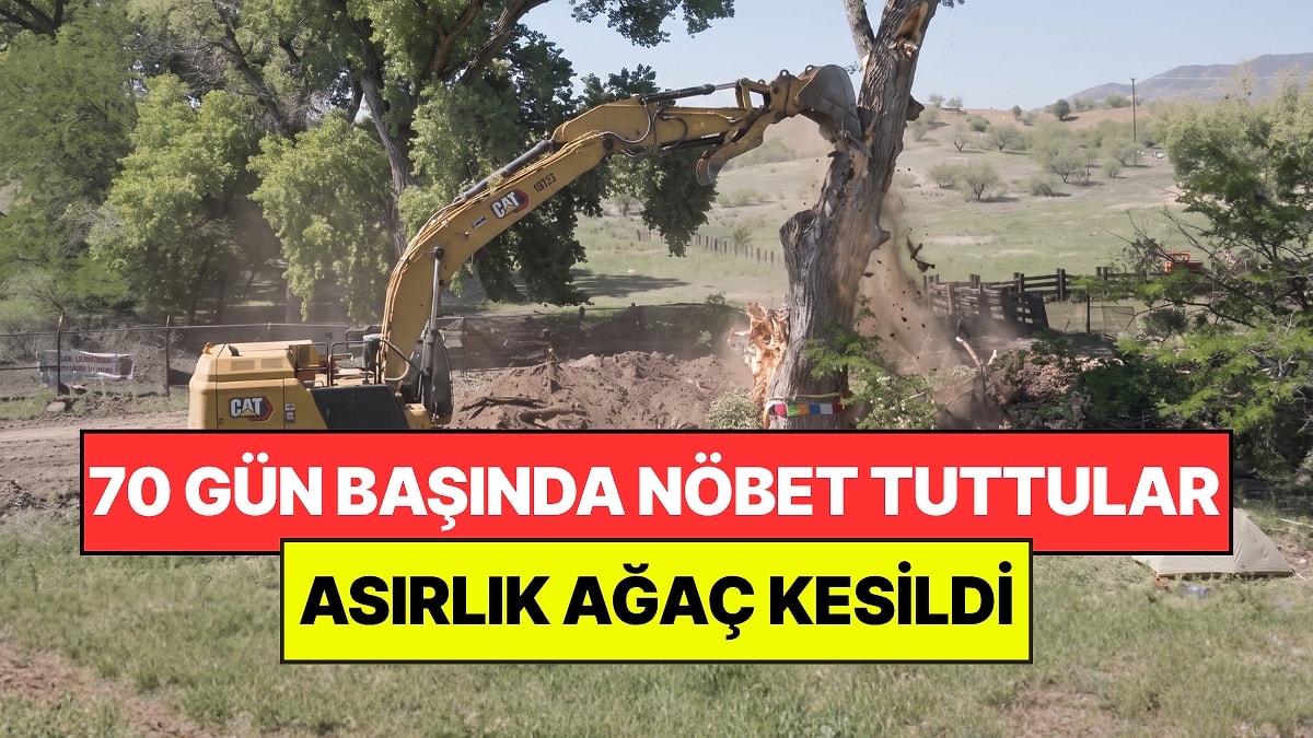 Kesilmesin Diye Başında 70 Gün Boyunca Nöbet Tuttular: Asırlık Ağaç Yine de Kesildi