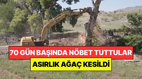 Kesilmesin Diye Başında 70 Gün Boyunca Nöbet Tuttular: Asırlık Ağaç Yine de Kesildi