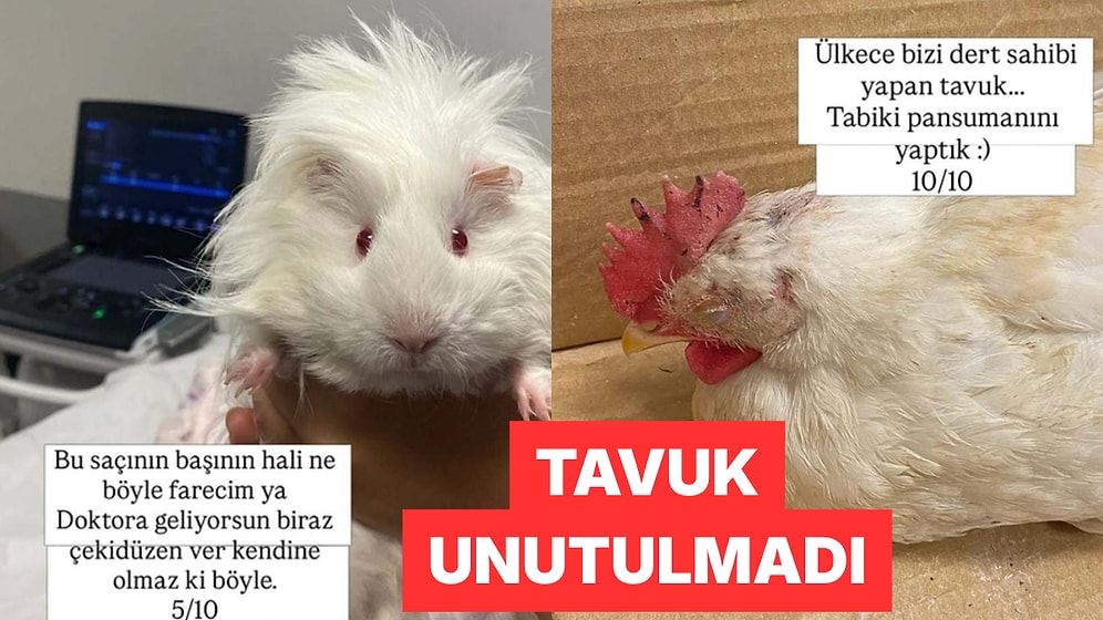 Veterinerlik Öğrencisi Staj Sırasında Gördüğü Hastaları Puanladı