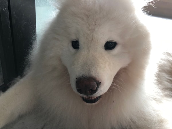 Köpekler de insanlar gibi ünsüz örüntüleriyle belirlenen kelimelere daha güçlü uyum gösterdi