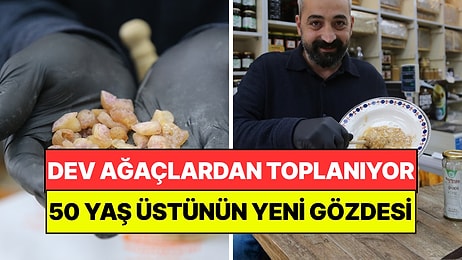 20 Metrelik Ağaçlara Çıkıp Tek Tek Topluyorlar: 50 Yaş Üstünün Yeni Gözdesi Oldu