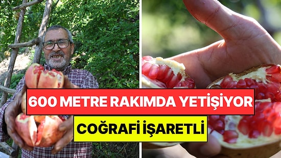 600 Metre Rakımda Yetişiyor: Coğrafi İşaretli Meyve İçin Hasat Başladı