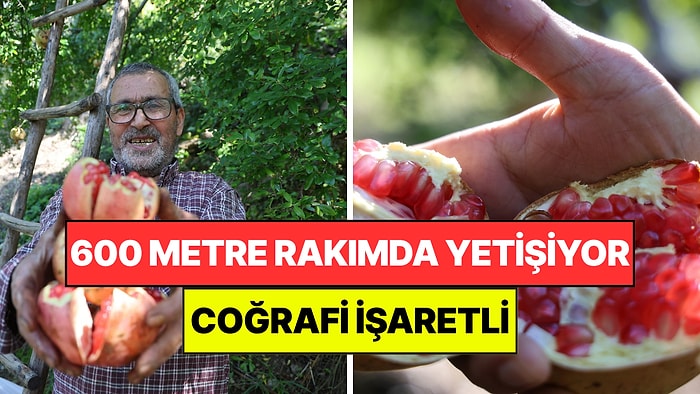 600 Metre Rakımda Yetişiyor: Coğrafi İşaretli Meyve İçin Hasat Başladı