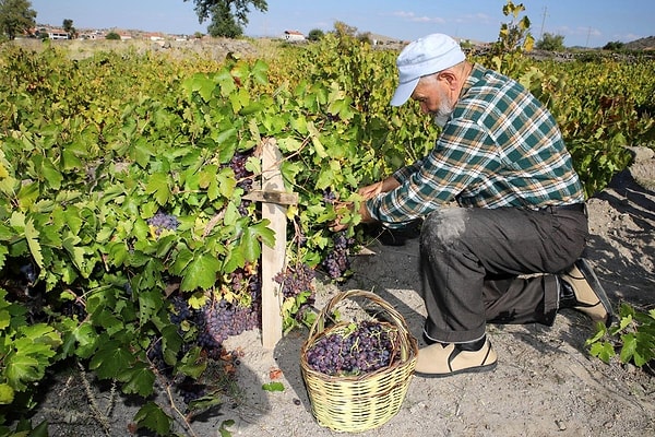 Karkın köyündeki çift geçimini kendi bağından sağlıyor