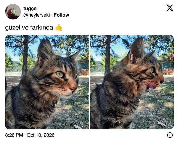 Ne kadar güzel olduğunun gayet farkında olan bir tekir
