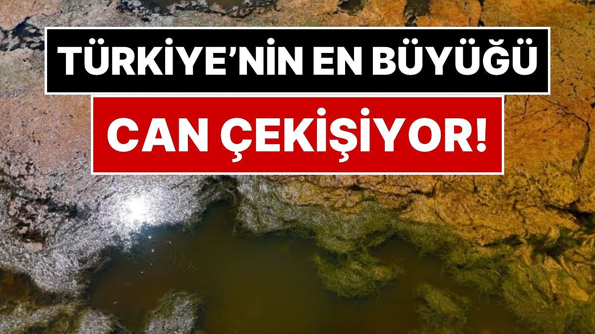Akyatan Lagünü'nde Geceleri Oksijen Sıfıra Düşüyor: Türkiye'nin En Büyük Lagünü Can Çekişiyor