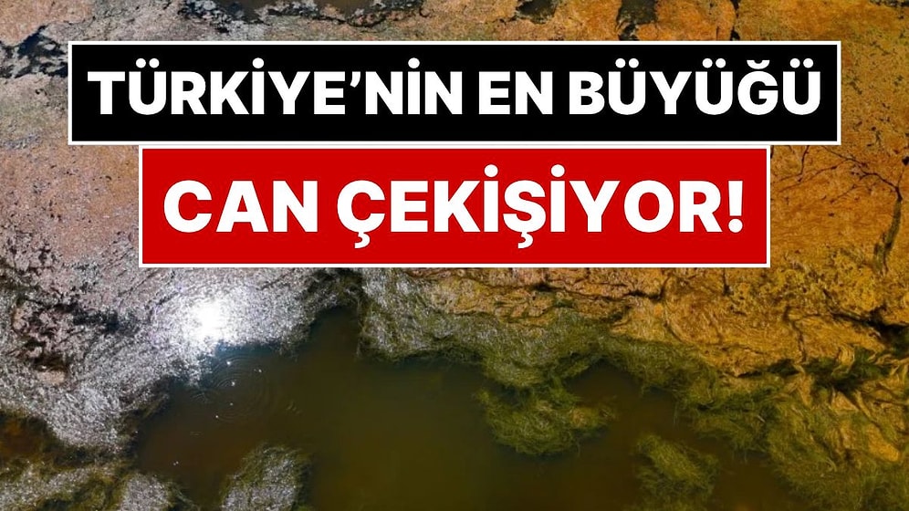 Akyatan Lagünü'nde Geceleri Oksijen Sıfıra Düşüyor: Türkiye'nin En Büyük Lagünü Can Çekişiyor
