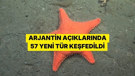 Arjantin Açıklarındaki Kanyonda 57 Yeni Deniz Canlısı Türü Keşfedildi