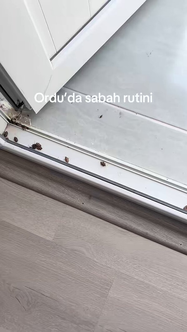 Kahverengi kokarca, Türkiye'de ilk kez 2017 yılında görüldü.