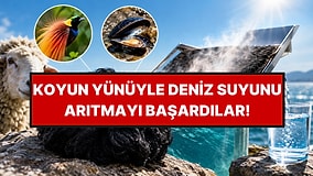 Deniz Suyunu İçilebilir Hale Getiren Yöntem: Koyun Yününü Simsiyah Yaptılar
