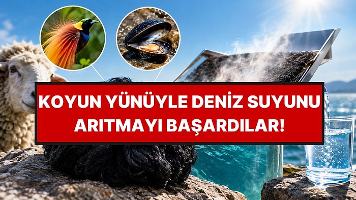 Deniz Suyunu İçilebilir Hale Getiren Yöntem: Koyun Yününü Simsiyah Yaptılar