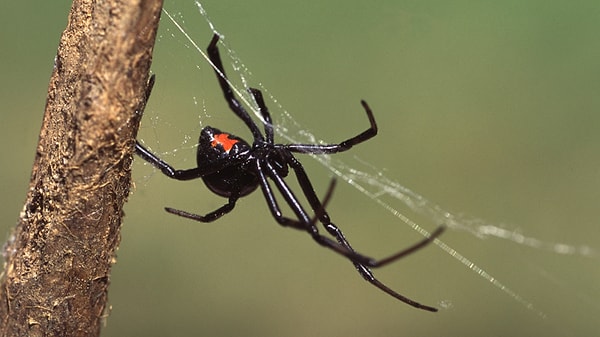 Beyaz sirke ve su karışımı 8'e 2 oranında hazırlanıyor.