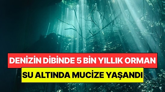 Denizin Dibinde 5 Bin Yıldır Kayıp Orman Bulundu: Suyun Altında Mucize Gerçekleşti