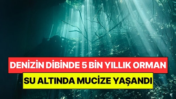 Denizin Dibinde 5 Bin Yıldır Kayıp Orman Bulundu