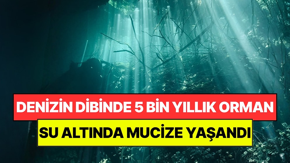 Denizin Dibinde 5 Bin Yıldır Kayıp Orman Bulundu: Suyun Altında Mucize Gerçekleşti
