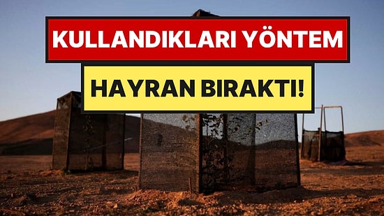 Çölün Ortasında Meyve ve Sebze Yetiştirmeye Başladılar