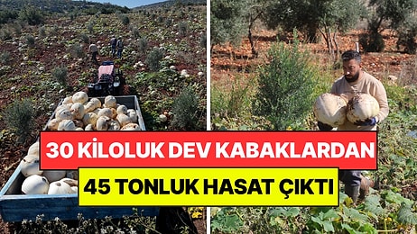 10 Dönümlük Tarladan 45 Ton Çıktı: 30 Kiloluk Dev Kabaklar Yetişiyor