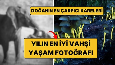 Yılın En İyi Vahşi Yaşam Fotoğrafları Açıklandı: Bir Kare Herkesi Etkiledi