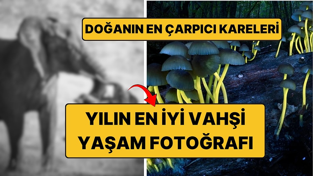 Yılın En İyi Vahşi Yaşam Fotoğrafları Açıklandı: Bir Kare Herkesi Etkiledi