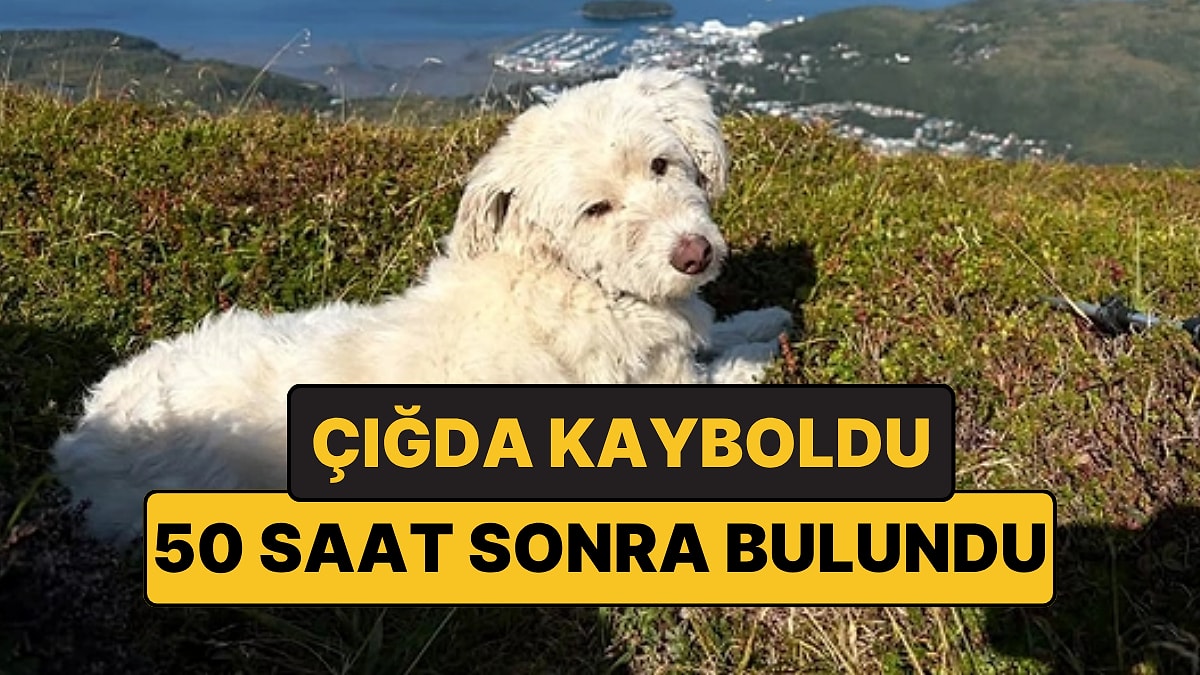 Çığda Kayboldu 50 Saat Sonra Bulundu: Tasmasındaki Cihaz Hayatını Kurtardı