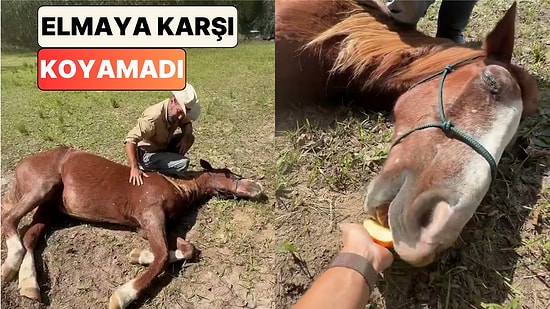 Bir At Sahibi Göz Tedavisinden Kaçmak İçin Ölü Taklidi Yapan Atını Elmayla Sınadı