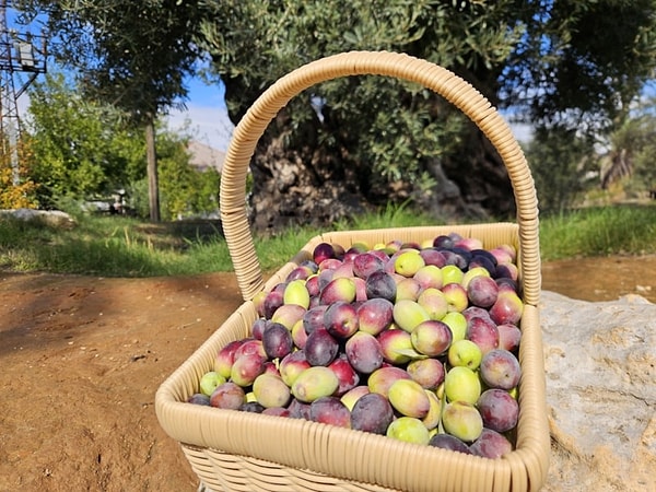 Bu sezon iki ağaçtan 160 kiloya yakın zeytin hasat edilmesi bekleniyor ve meyvelere manevi değeri nedeniyle talep var.