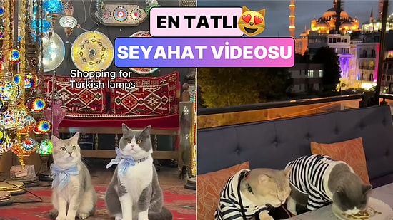 Bildiğiniz Bütün Seyahat Videolarını Unutun: Uçakla İstanbul'a Gelen İki Kedi Şehri Karış Karış Gezdi