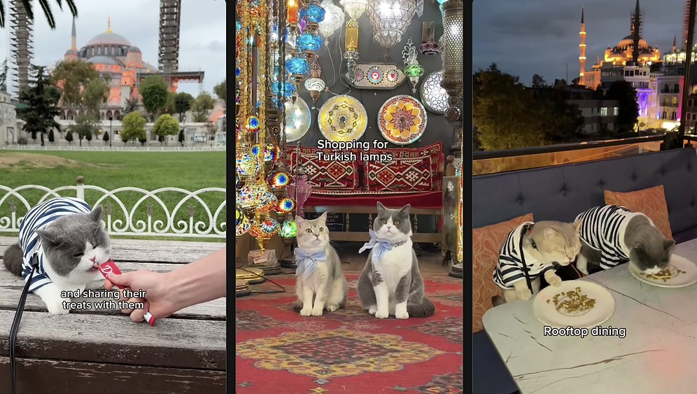 Forget Travel Vlogs: Two Cats Fly to Istanbul and Explore Every Corner