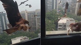 Birds of Prey Swarm and Attack Woman Cooking Outside in India