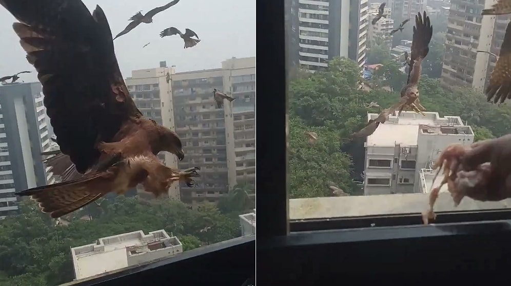 Birds of Prey Swarm and Attack Woman Cooking Outside in India